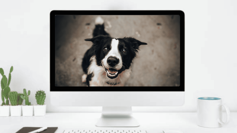 Comparer les assurances chiens : nos experts se mobilise pour donner leurs avis